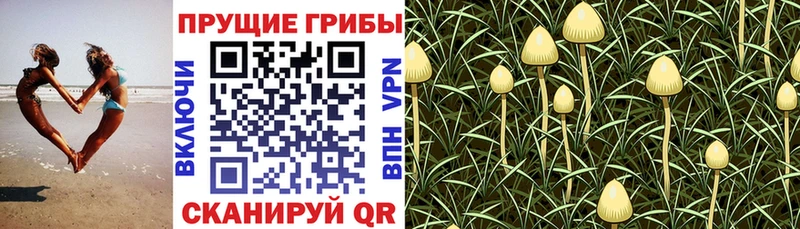 Галлюциногенные грибы мухоморы  Купить  Солнечногорск 